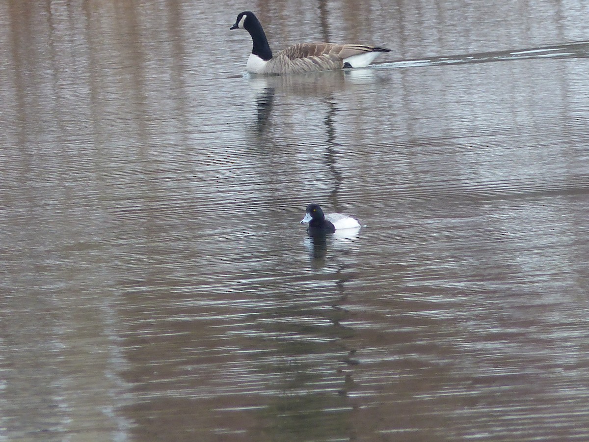 Lesser Scaup - ML312780021