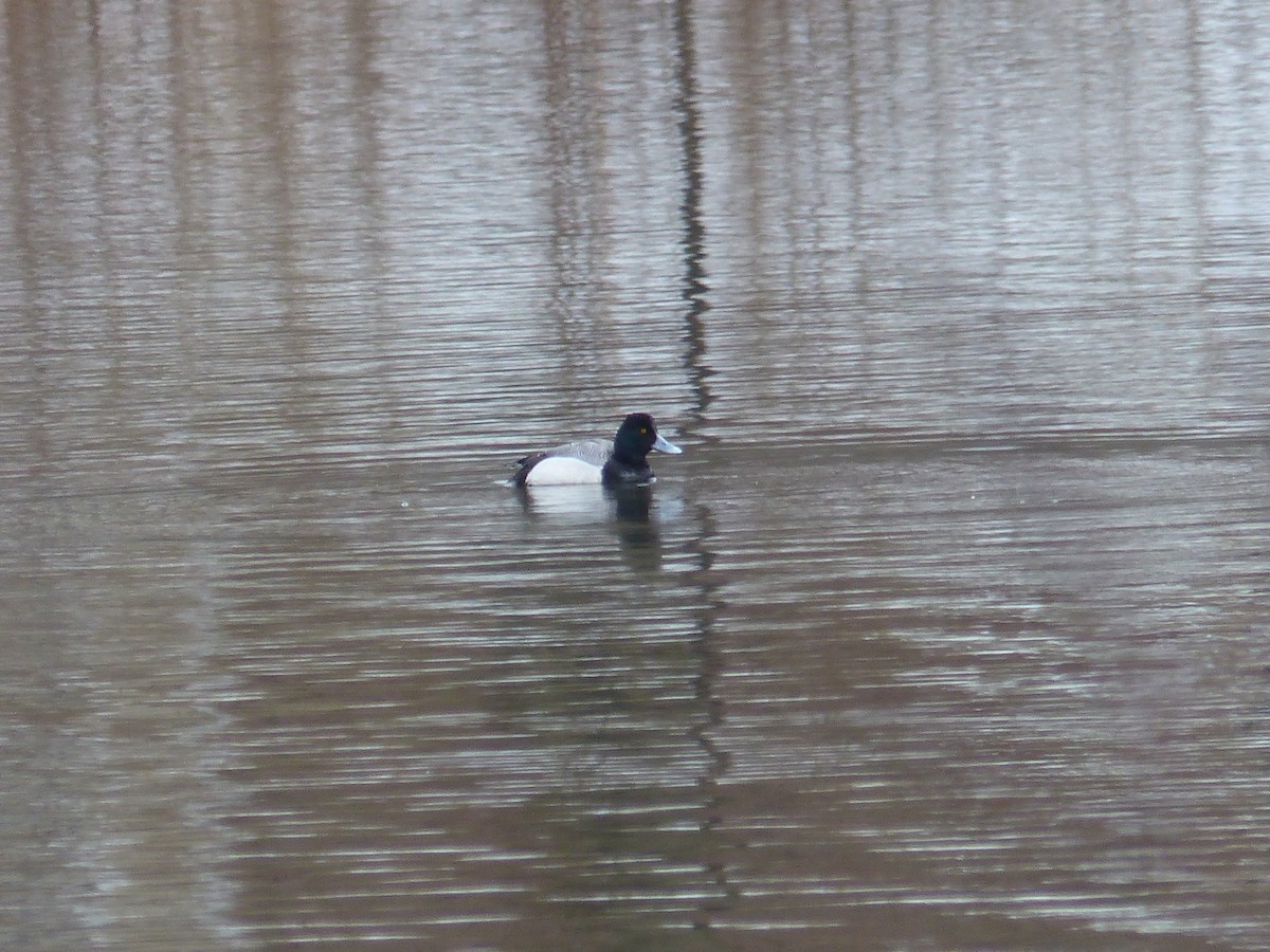 Lesser Scaup - ML312780251