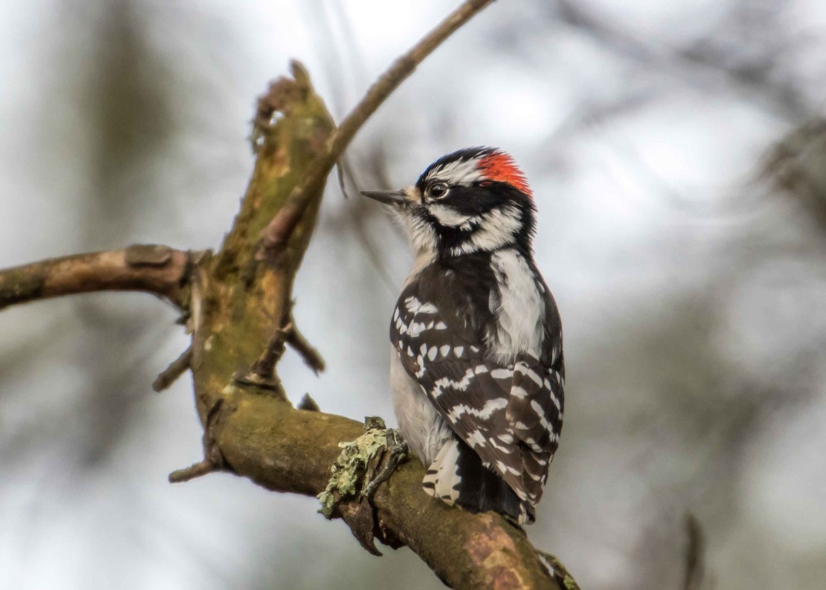 Downy Woodpecker - ML312780291