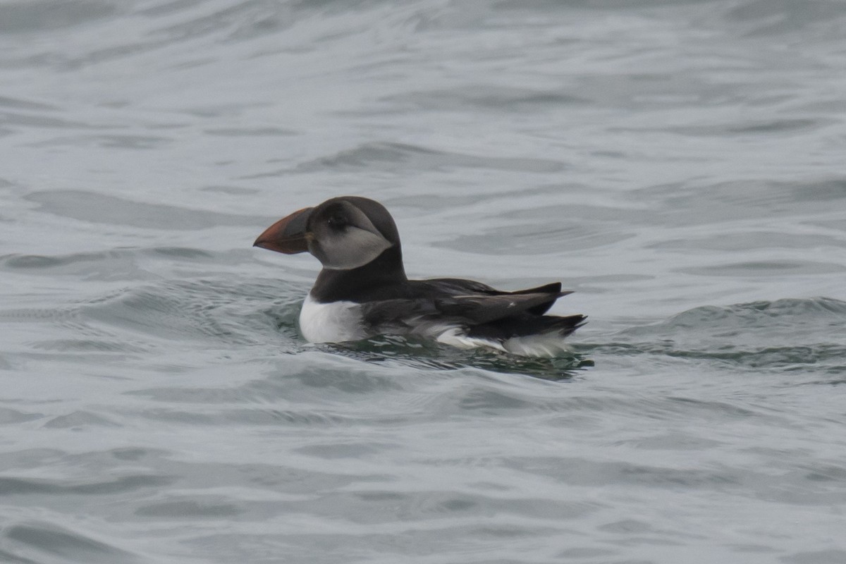 Atlantic Puffin - Ed Corey