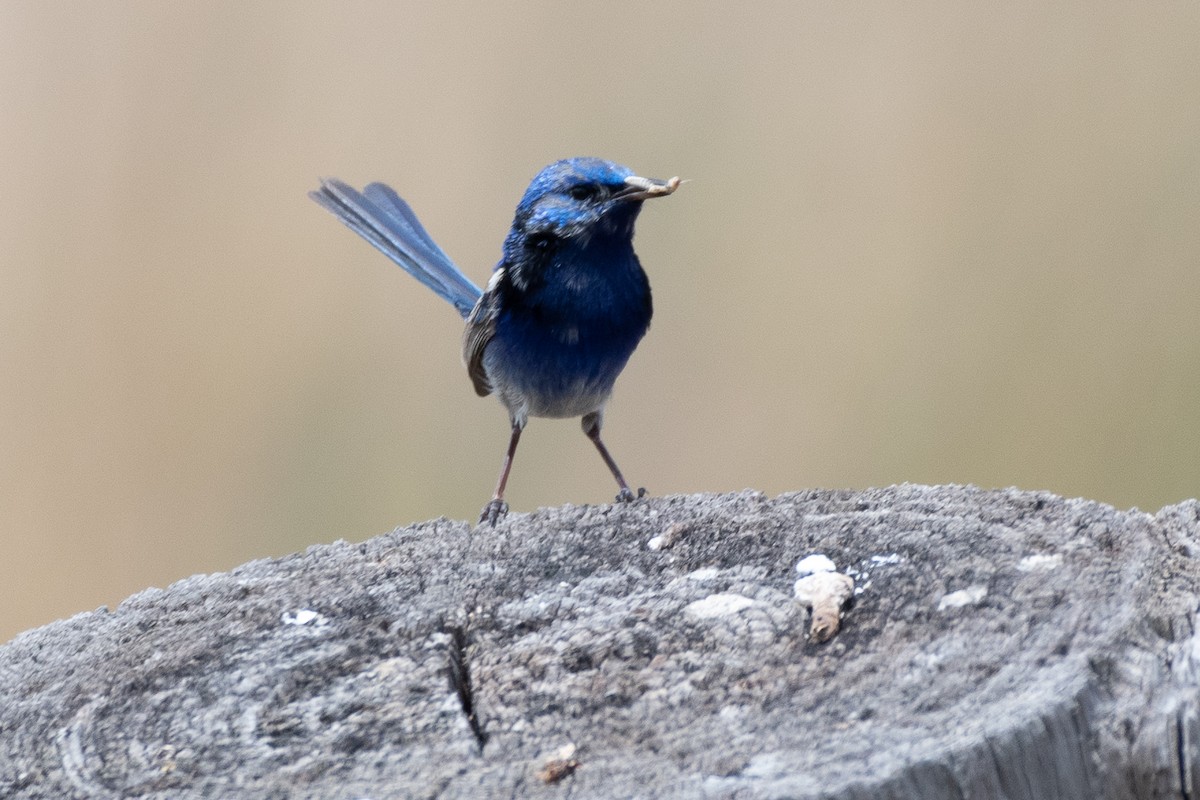 fairywren sp. - ML312783051