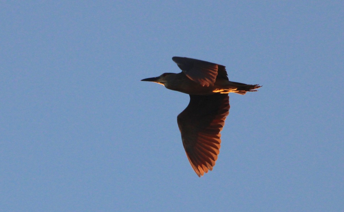 Black-crowned Night Heron - Ben Phalan