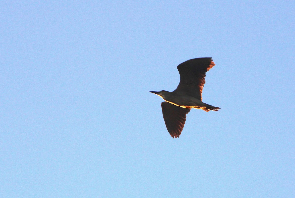 Black-crowned Night Heron - Ben Phalan