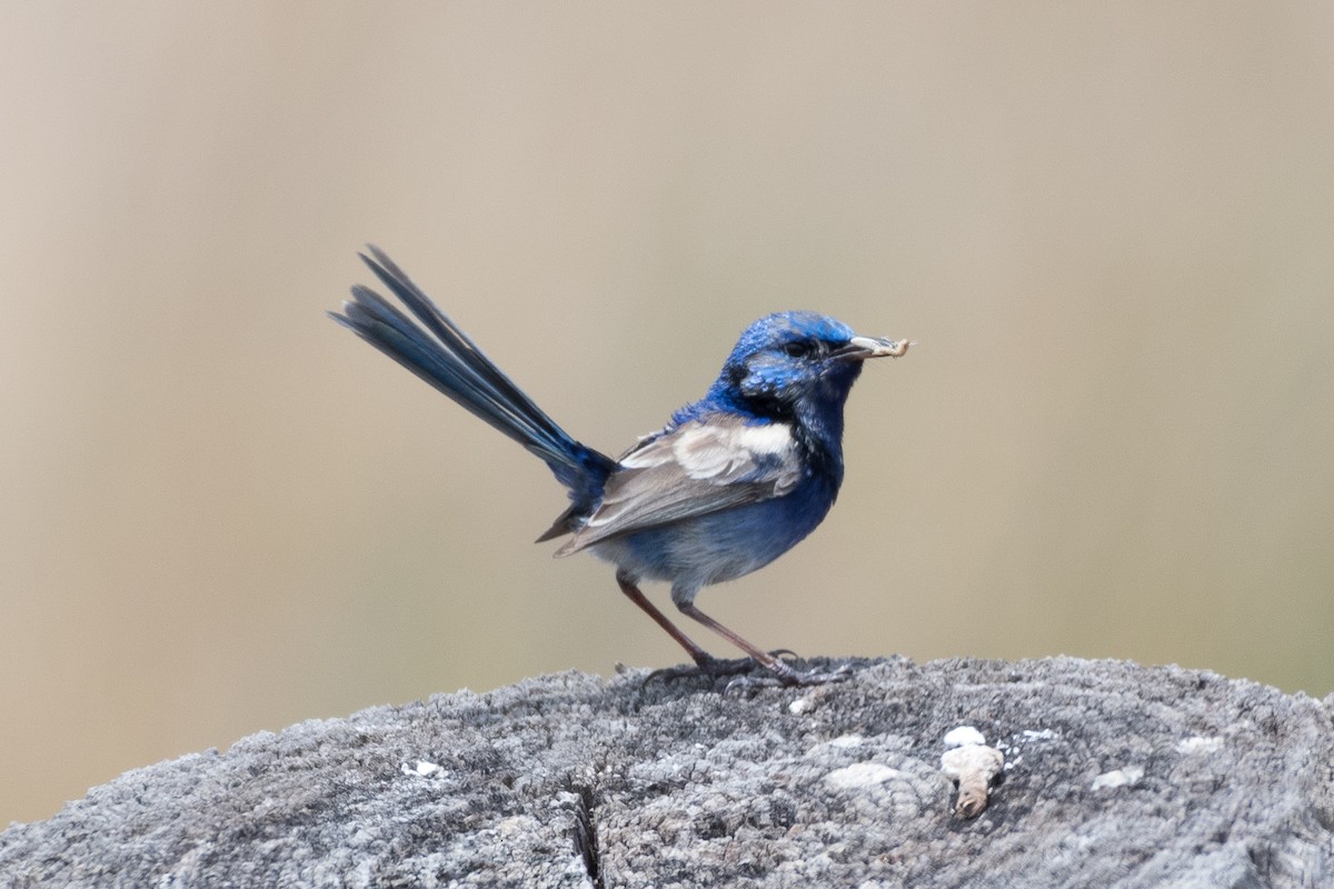 fairywren sp. - ML312783151