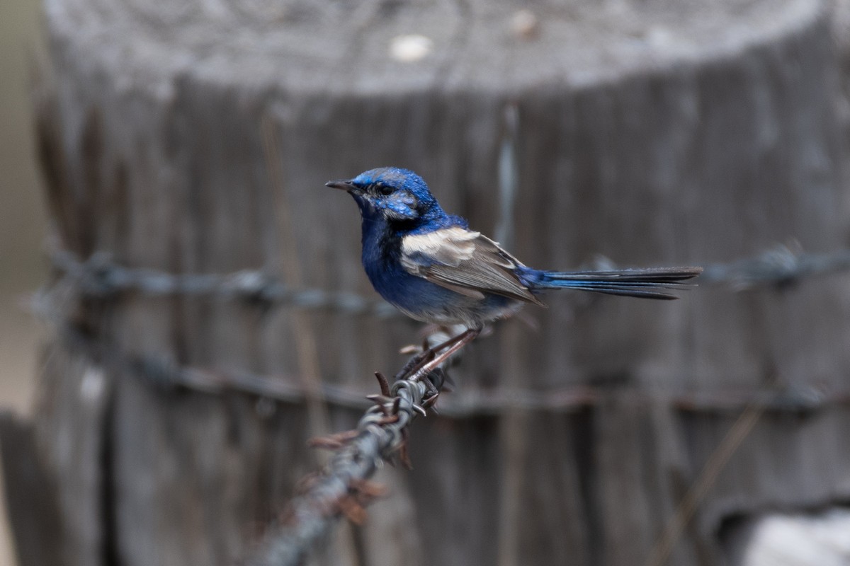 fairywren sp. - ML312783231