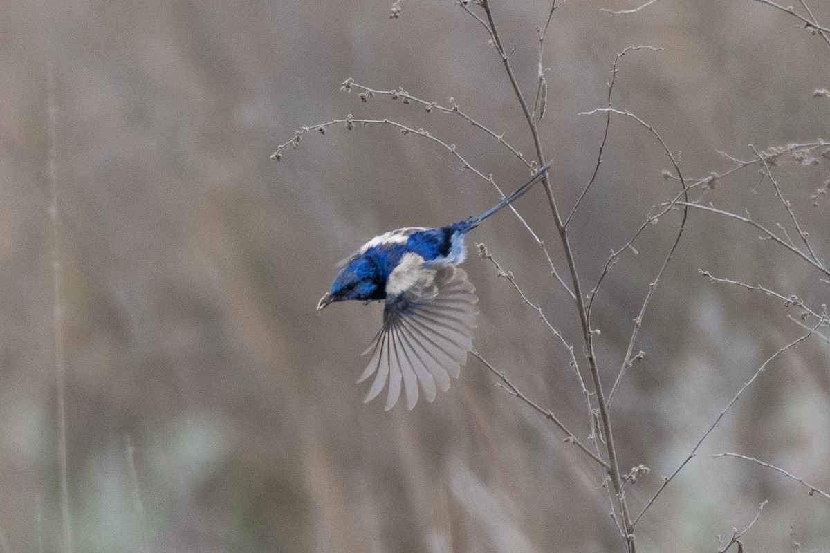 fairywren sp. - ML312783451