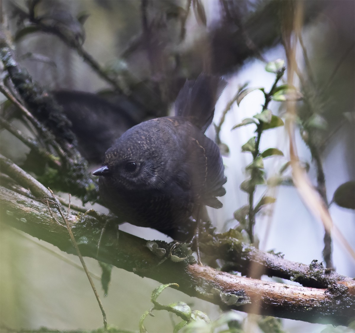 Trilling Tapaculo - ML312783871
