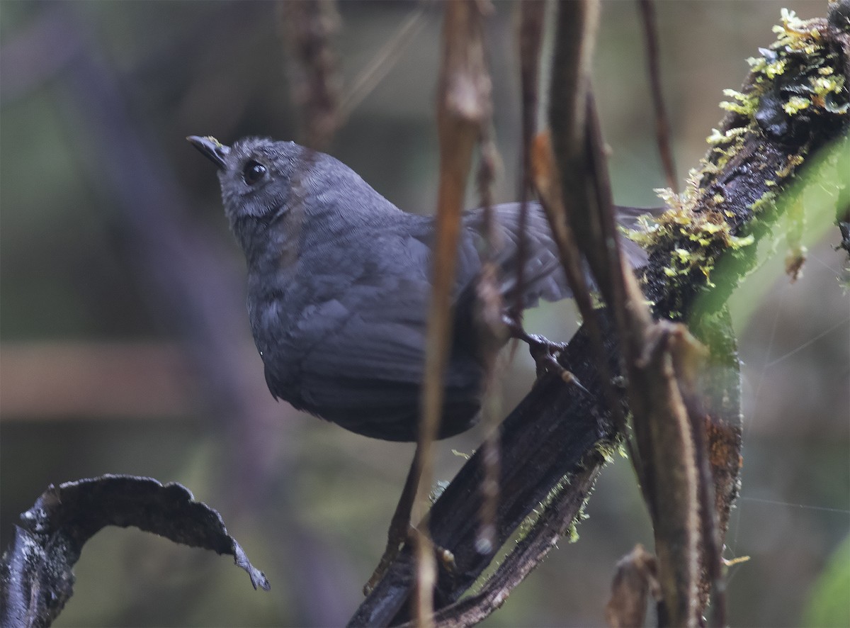 Trilling Tapaculo - ML312783881