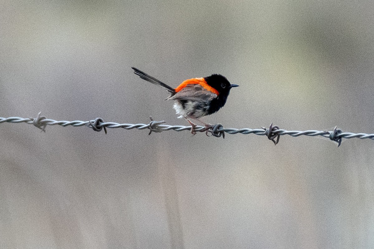 Red-backed Fairywren - ML312785021