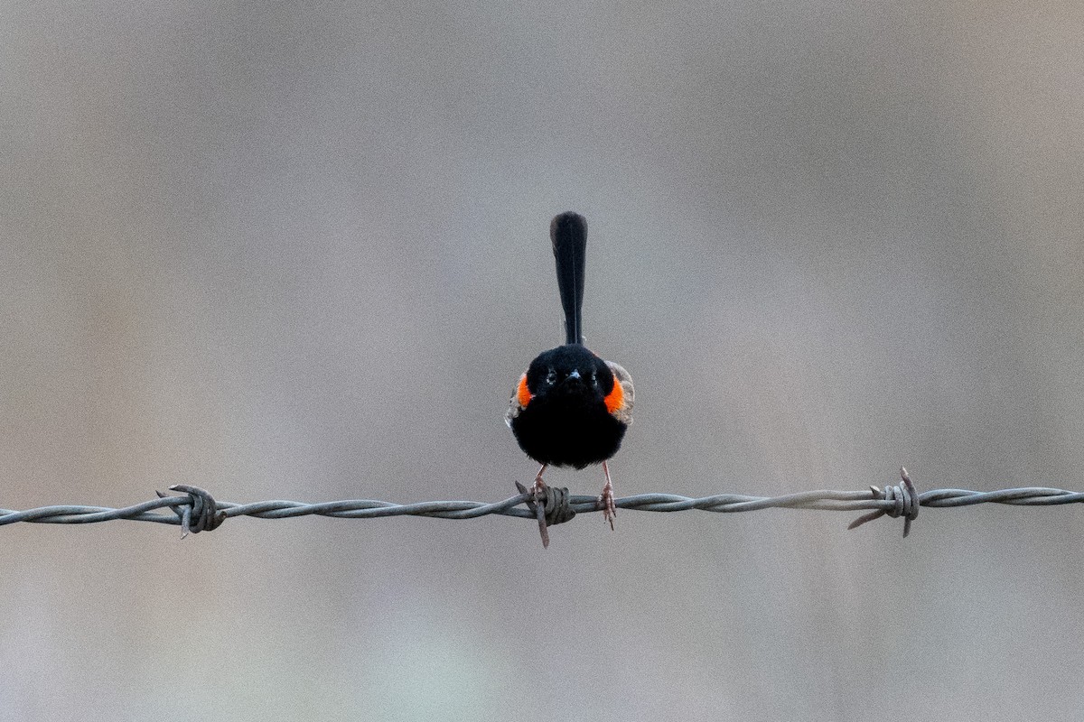 Red-backed Fairywren - ML312785111