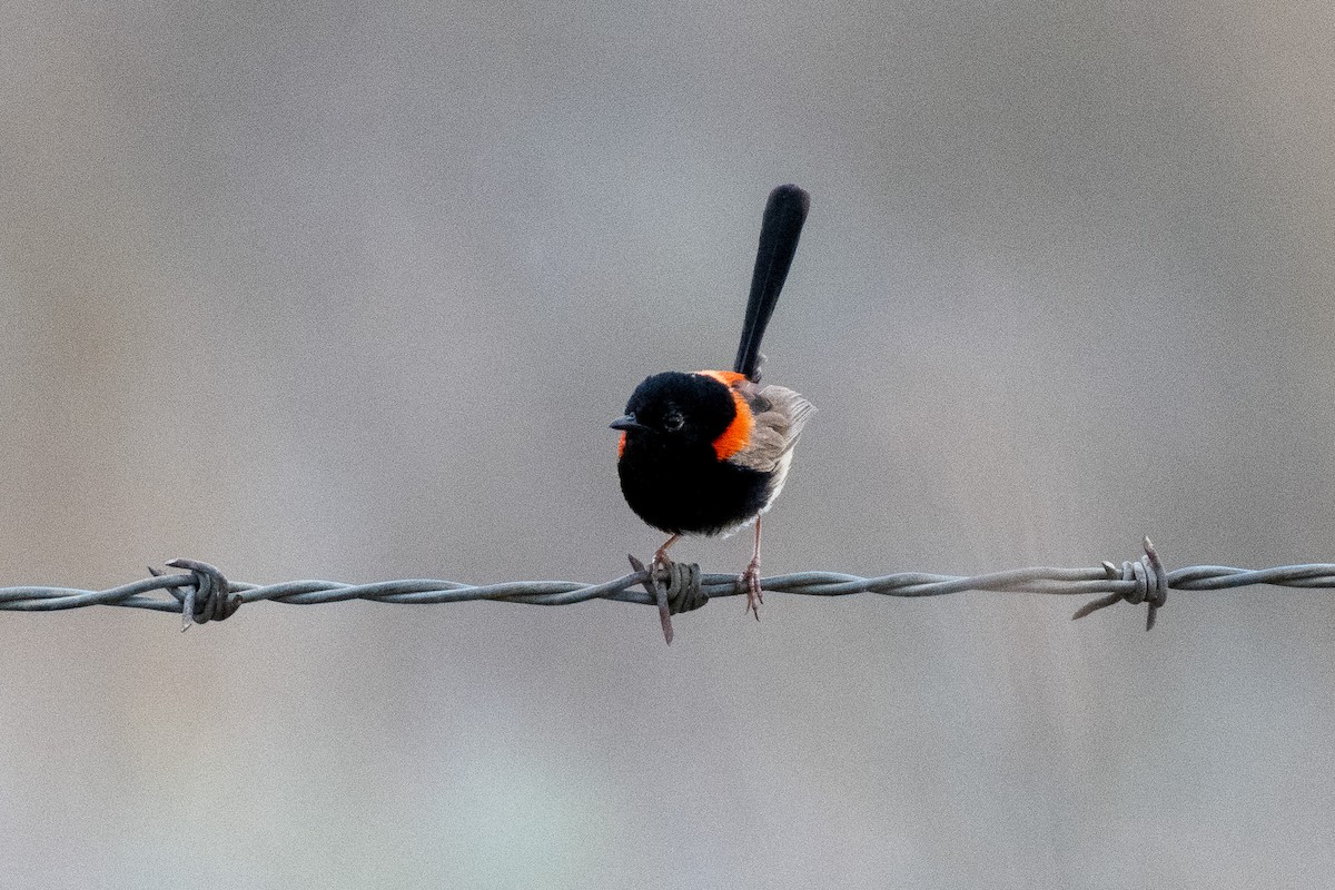 Red-backed Fairywren - ML312785131