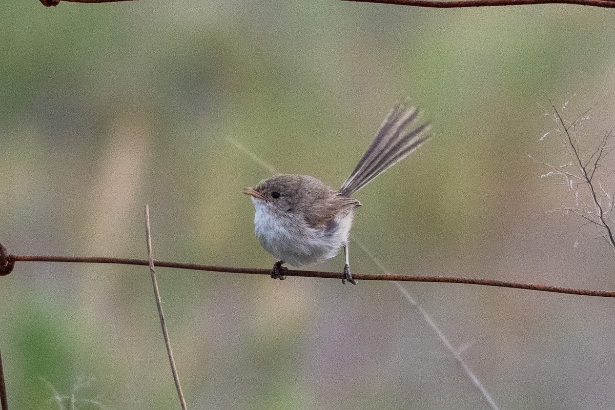 fairywren sp. - ML312785441