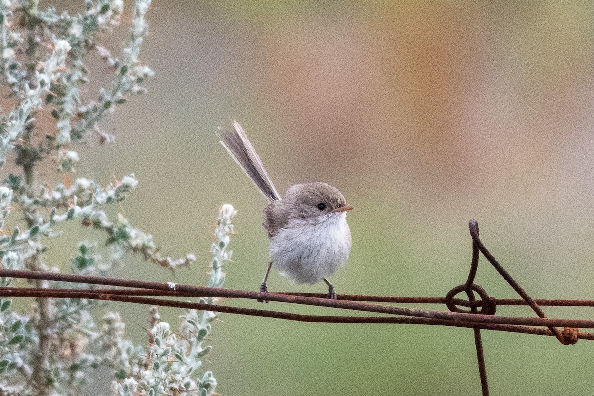 fairywren sp. - ML312785511