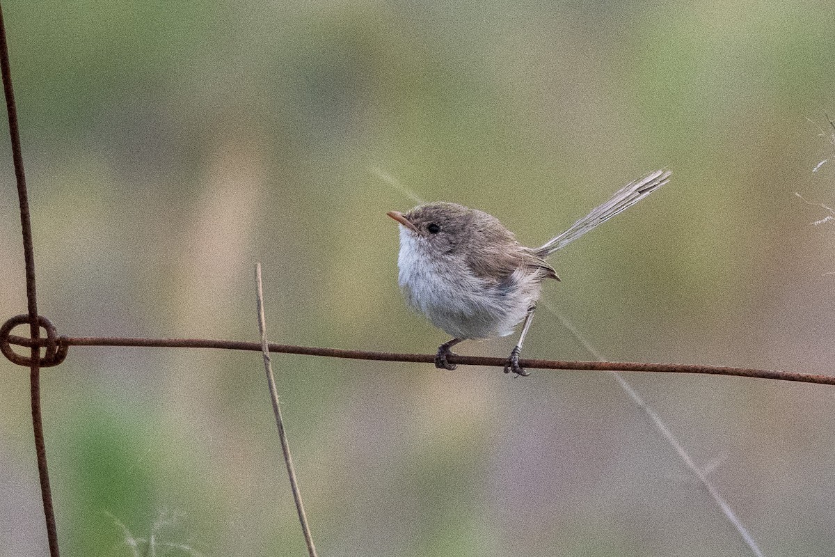 fairywren sp. - ML312785641