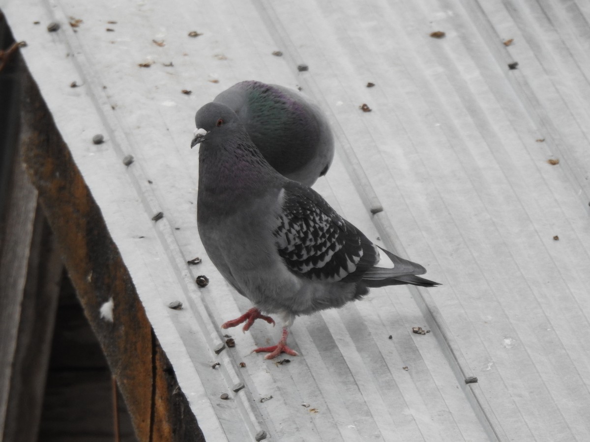 Rock Pigeon (Feral Pigeon) - Jim Walton