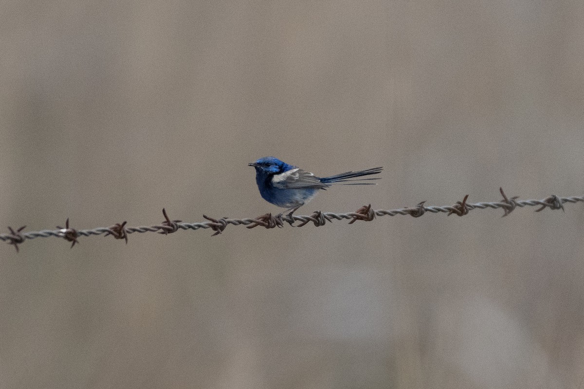 Maluro sp. - ML312786321