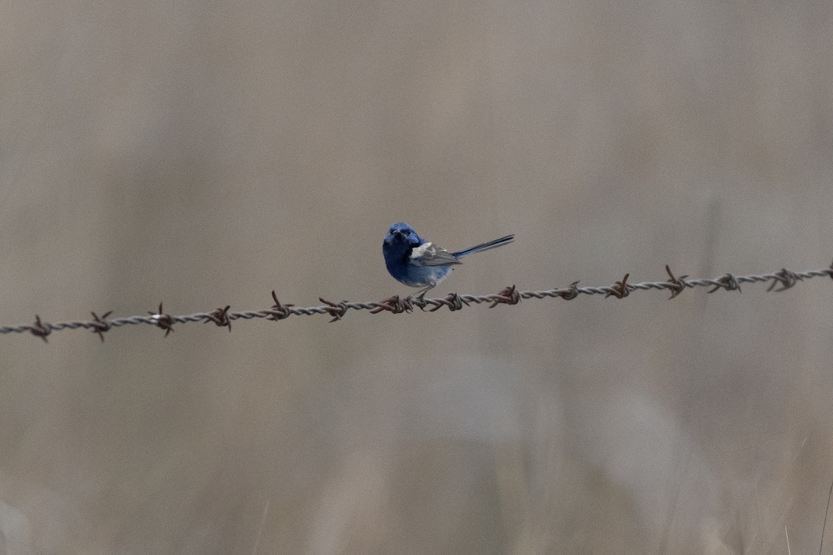 fairywren sp. - ML312786371