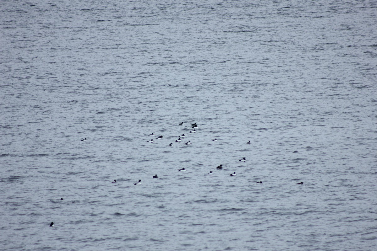 Common Goldeneye - ML312787101