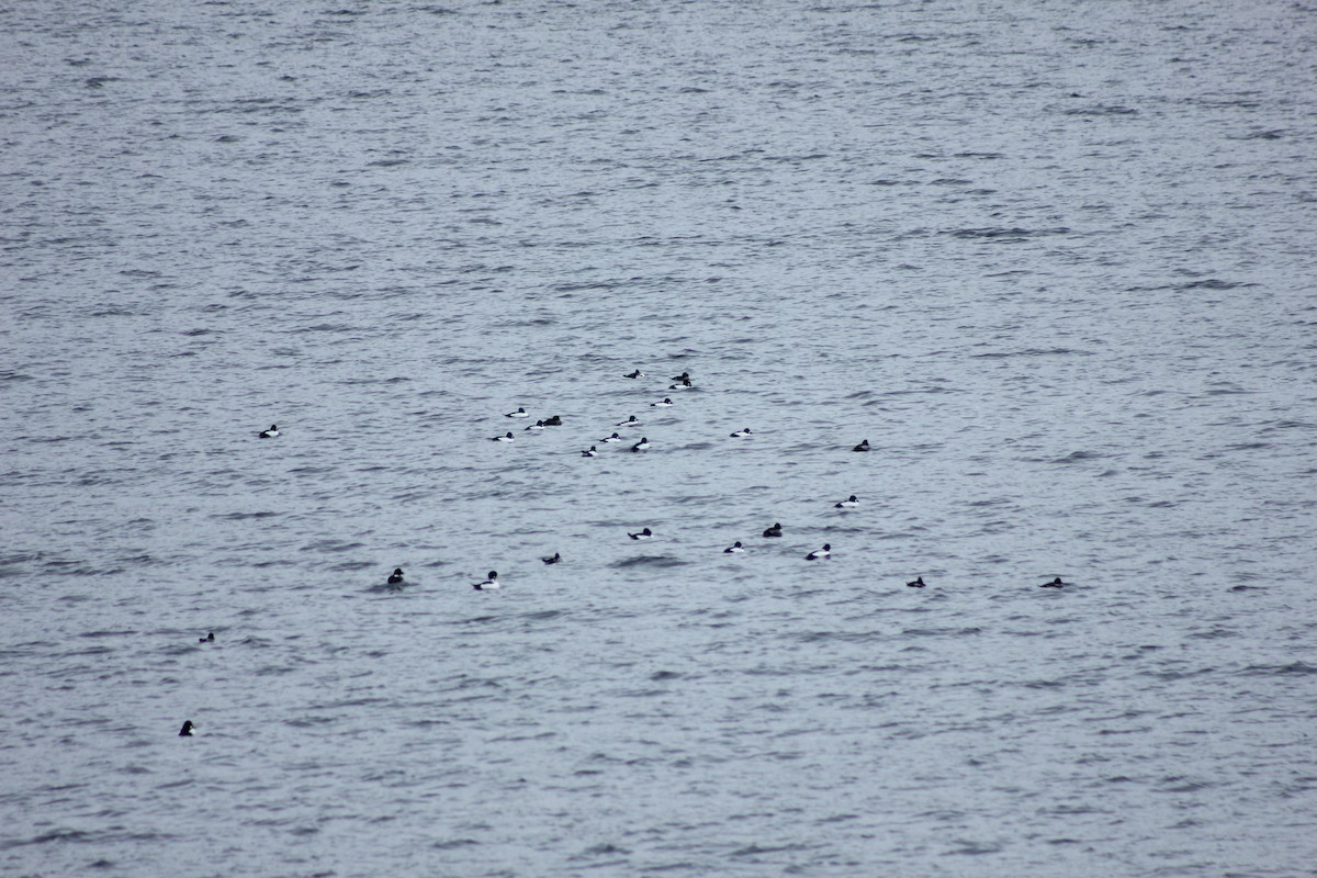 Common Goldeneye - ML312787181