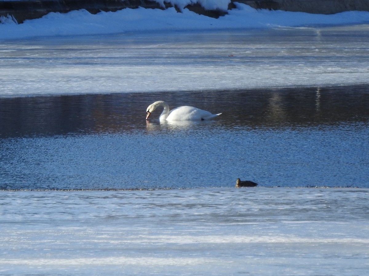 Mute Swan - Christin Grasch