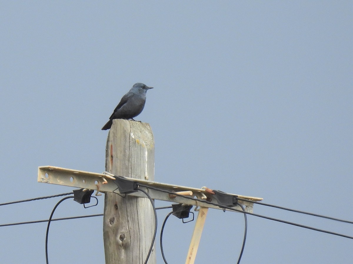 Blue Rock-Thrush - ML312789431