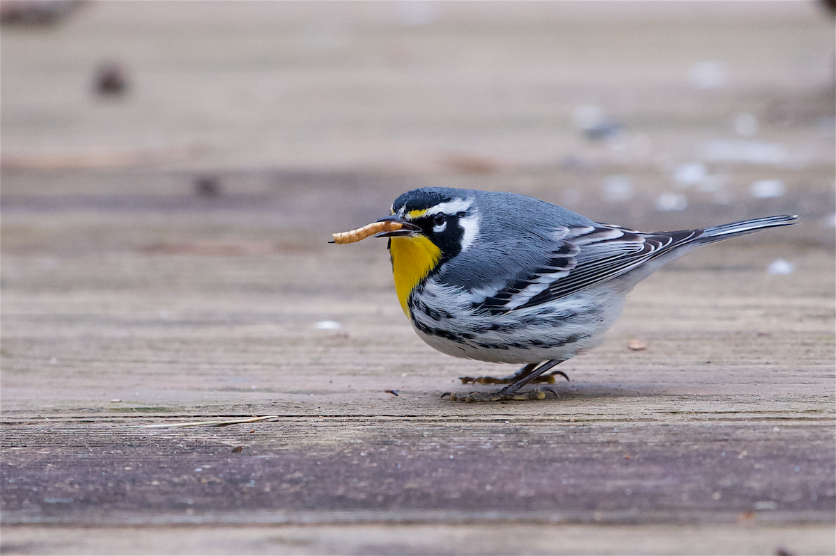 Yellow-throated Warbler - ML312790381