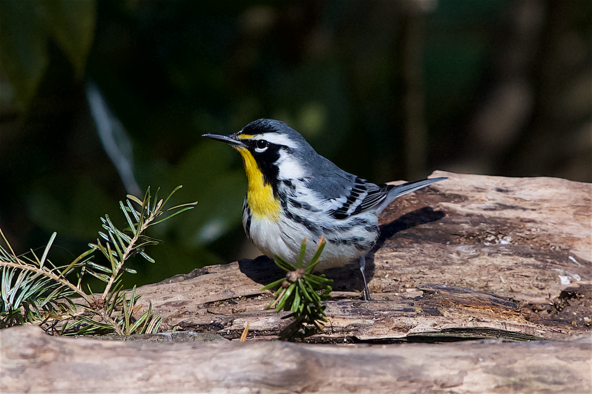 Yellow-throated Warbler - Una Davenhill