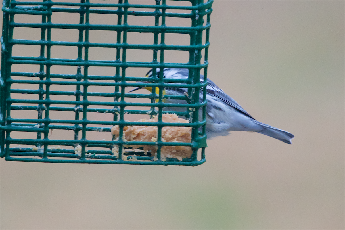 Yellow-throated Warbler - ML312792251