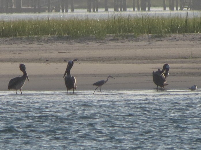 Reddish Egret - Sam Cooper