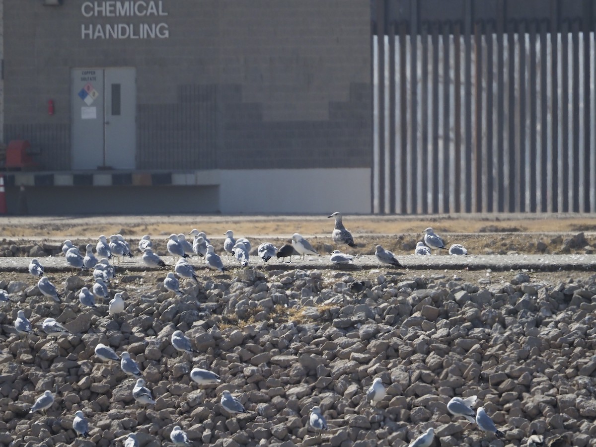 Herring Gull - ML312796801