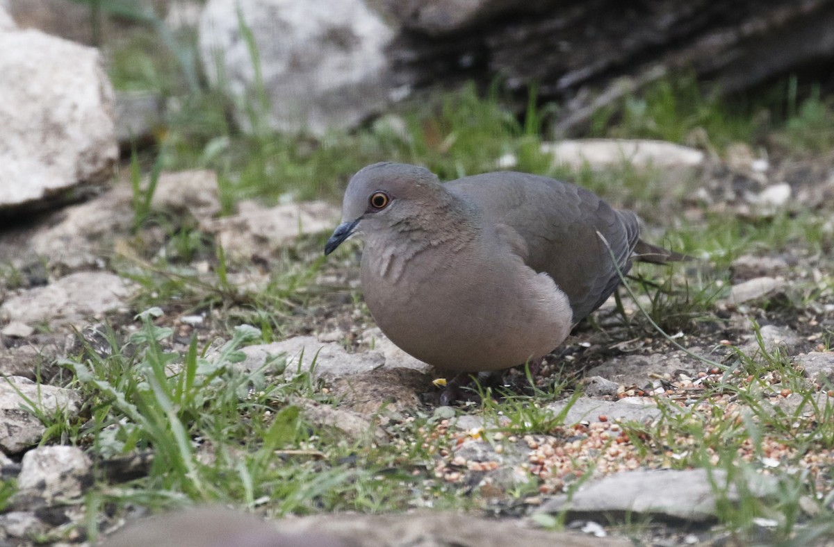 White-tipped Dove - ML312797401