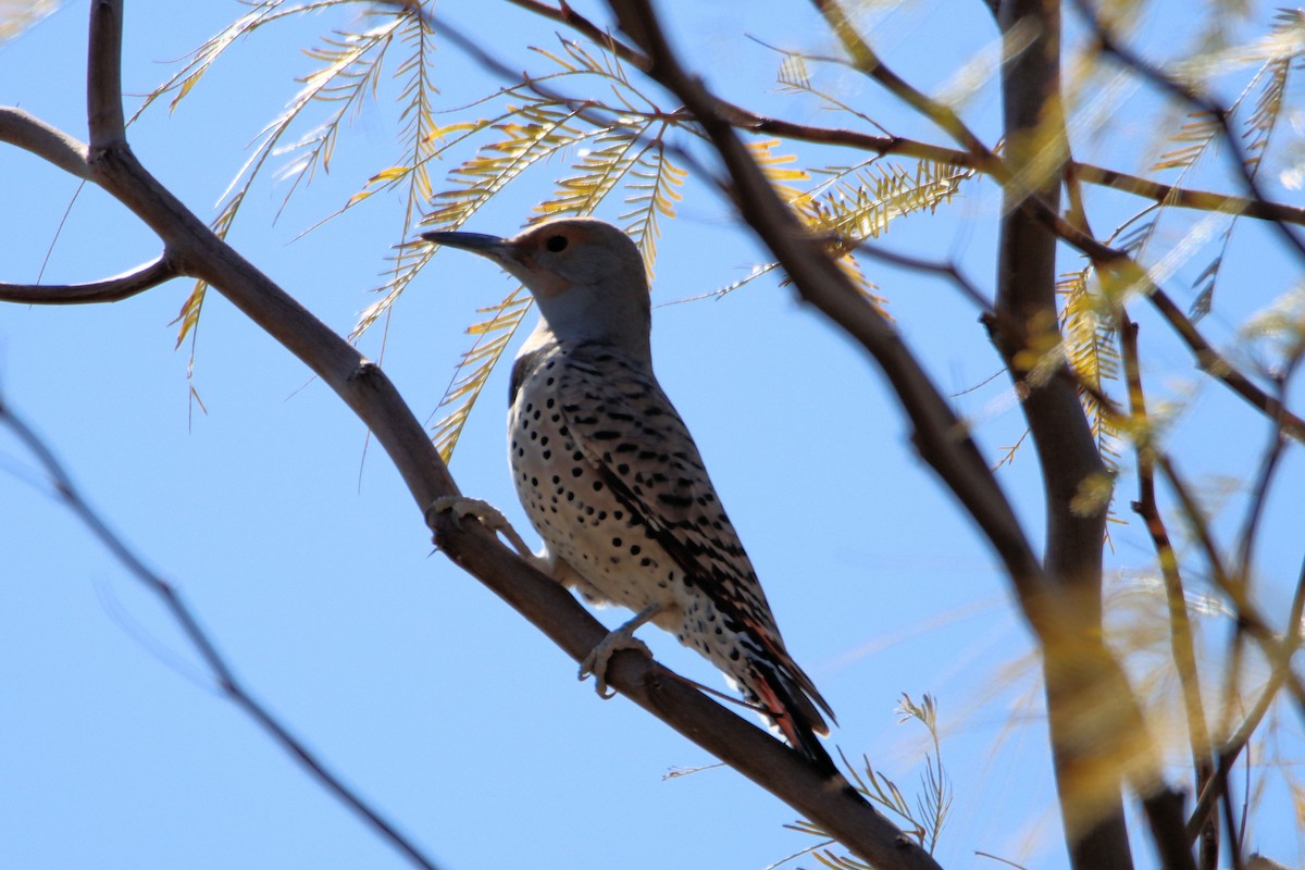 Northern Flicker (Red-shafted) - ML312798771