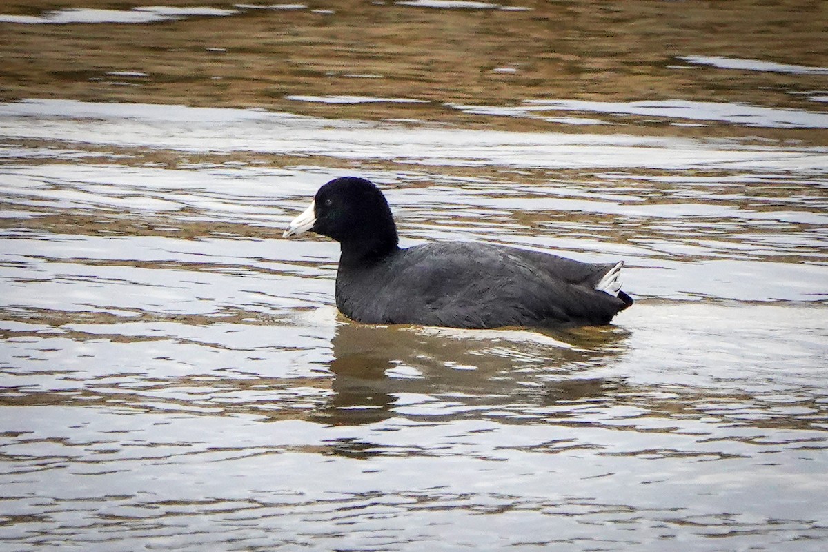 American Coot - Gretchen Locy