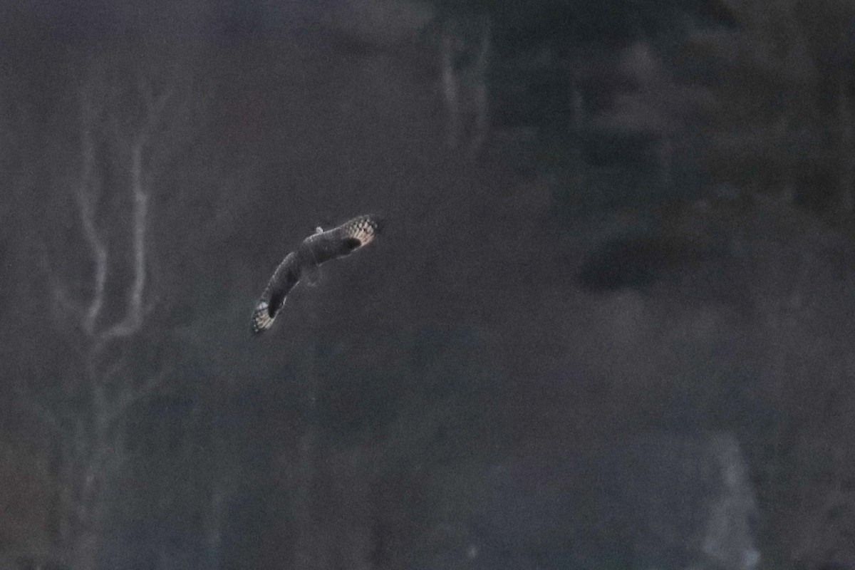 Short-eared Owl (Northern) - ML312800351