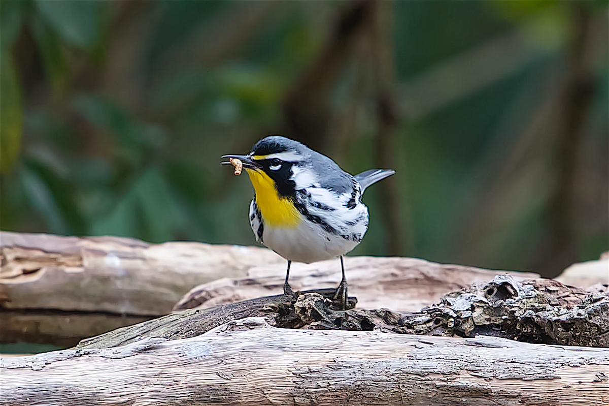 Yellow-throated Warbler - ML312801001