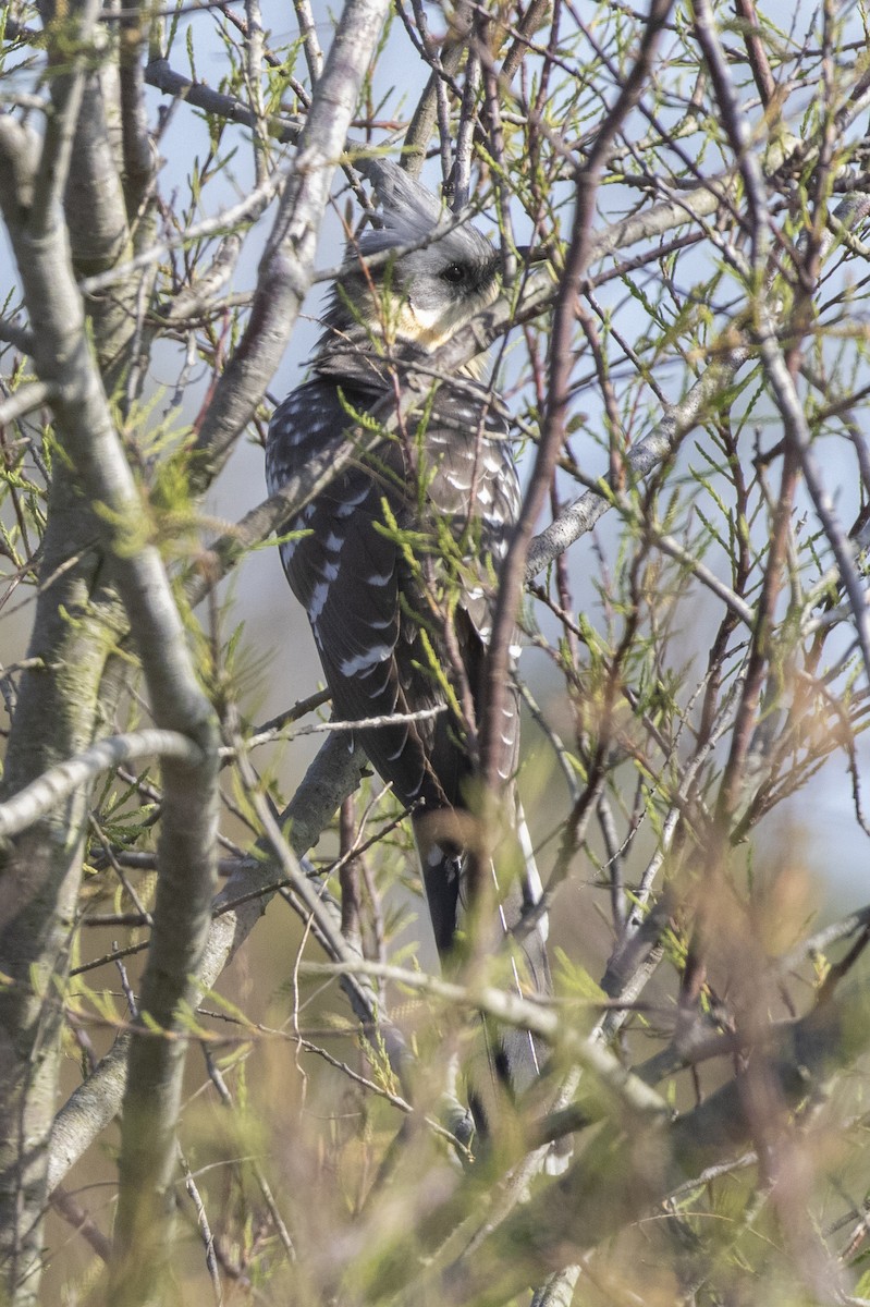 Great Spotted Cuckoo - simao ribeiro