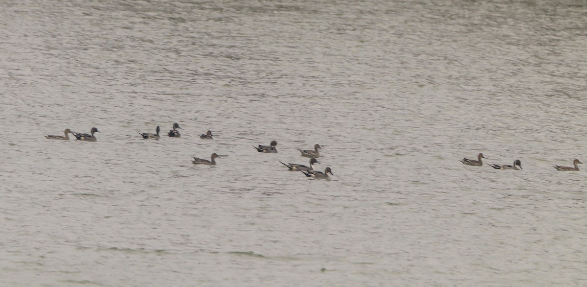 Northern Pintail - ML312805421