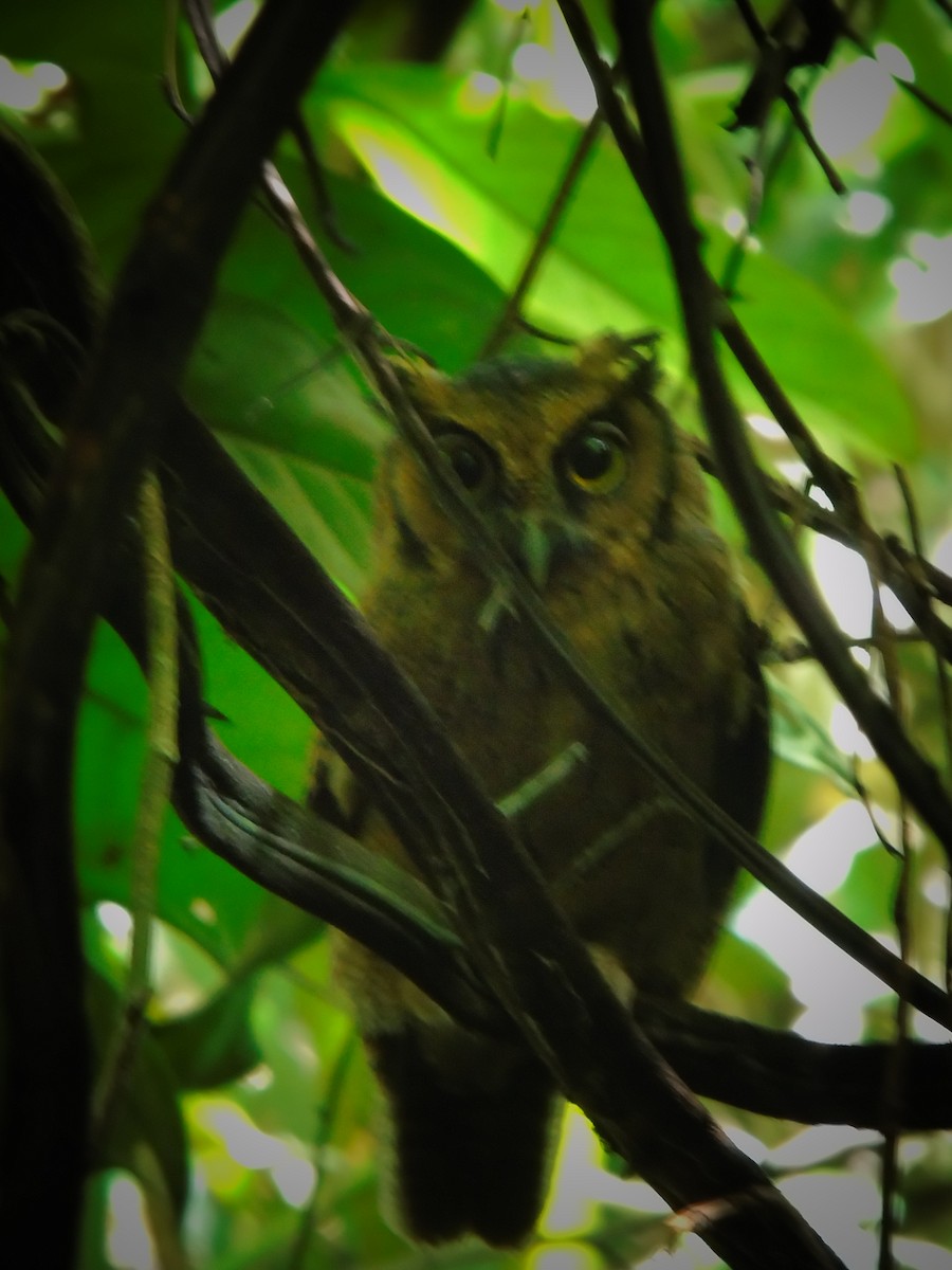 Tawny-bellied Screech-Owl - Edi Chirinos