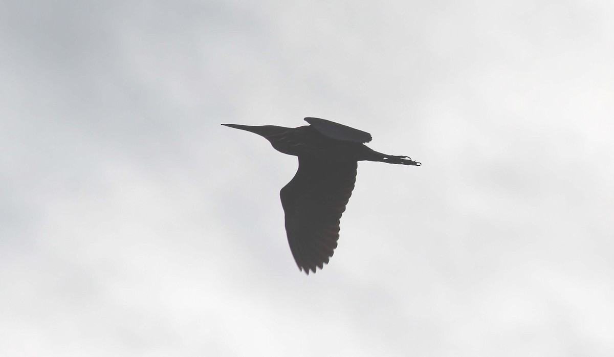 Black Bittern - ML31280871