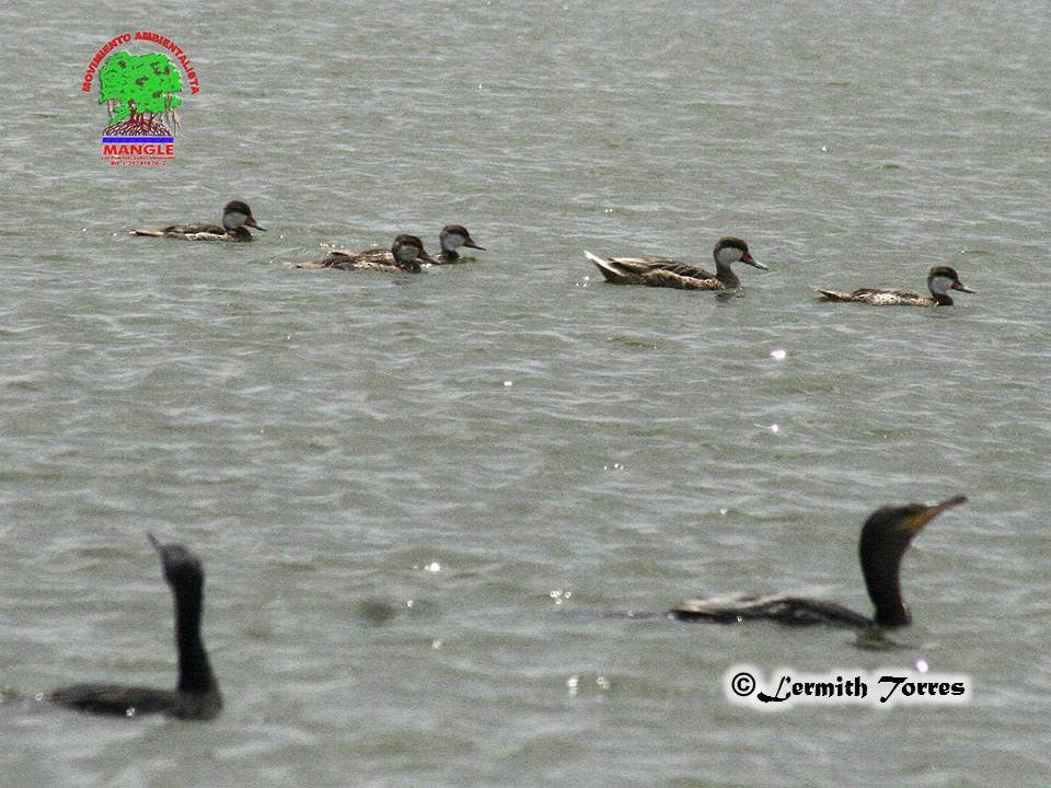 White-cheeked Pintail - Lermith Torres