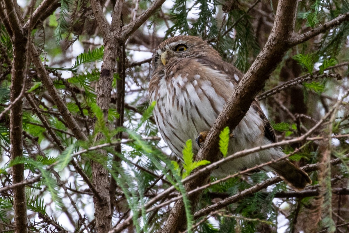 Ferruginous Pygmy-Owl - ML312809451