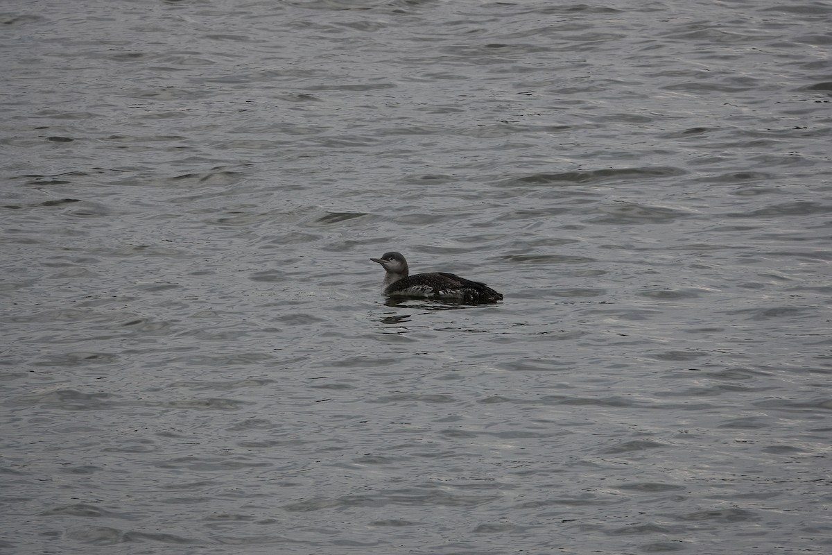 Red-throated Loon - ML312810421