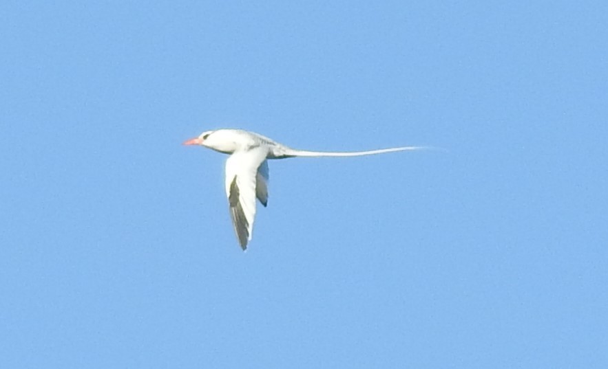 Red-billed Tropicbird - ML312810471