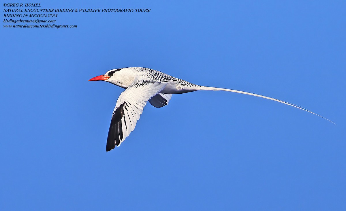 Red-billed Tropicbird - ML312810491