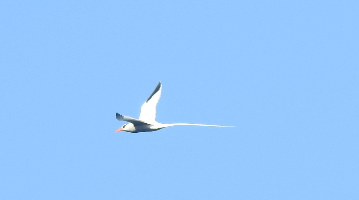 Red-billed Tropicbird - ML312810501