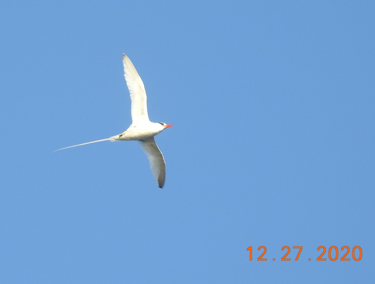 Red-billed Tropicbird - ML312810521