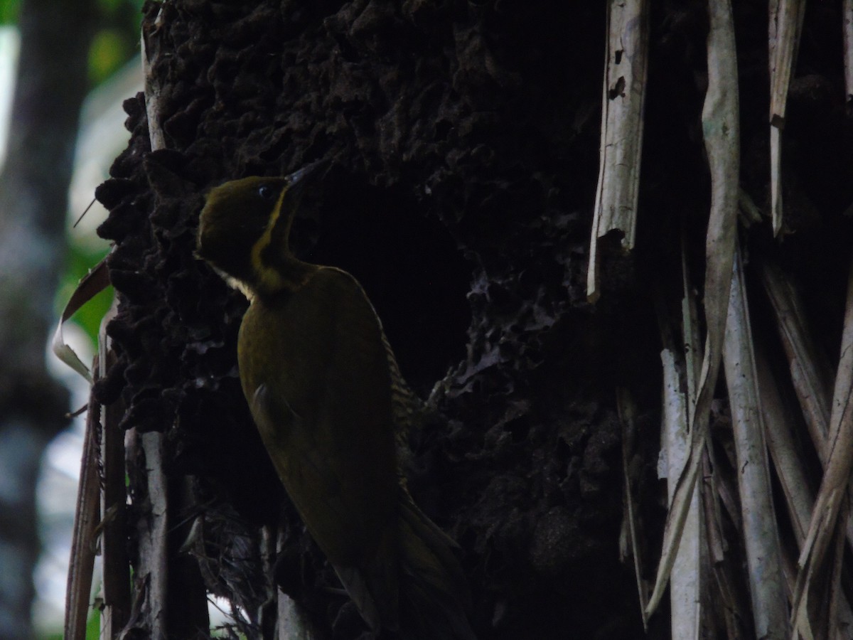 Golden-green Woodpecker - Edi Chirinos