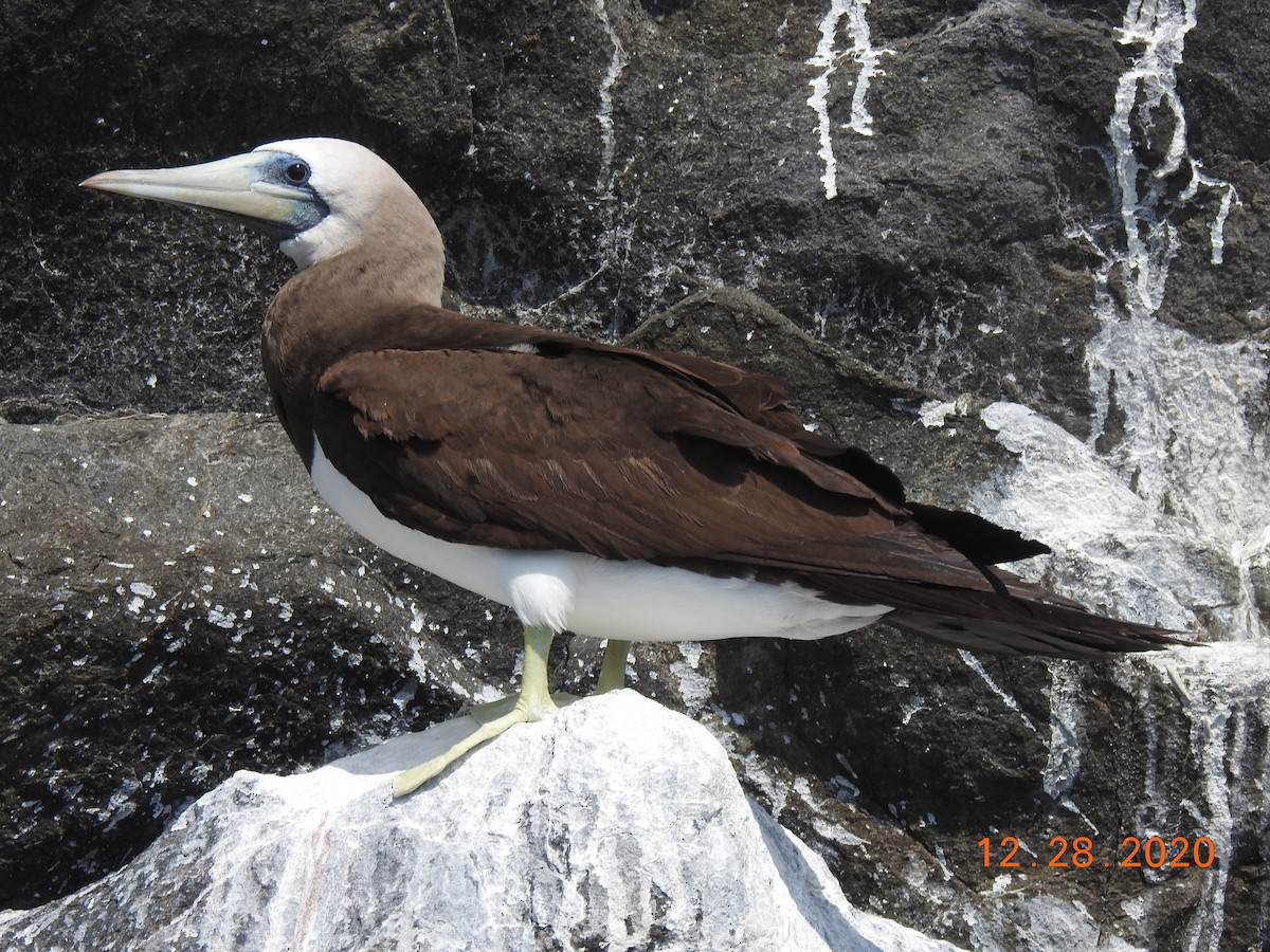 Cocos Booby - ML312811761