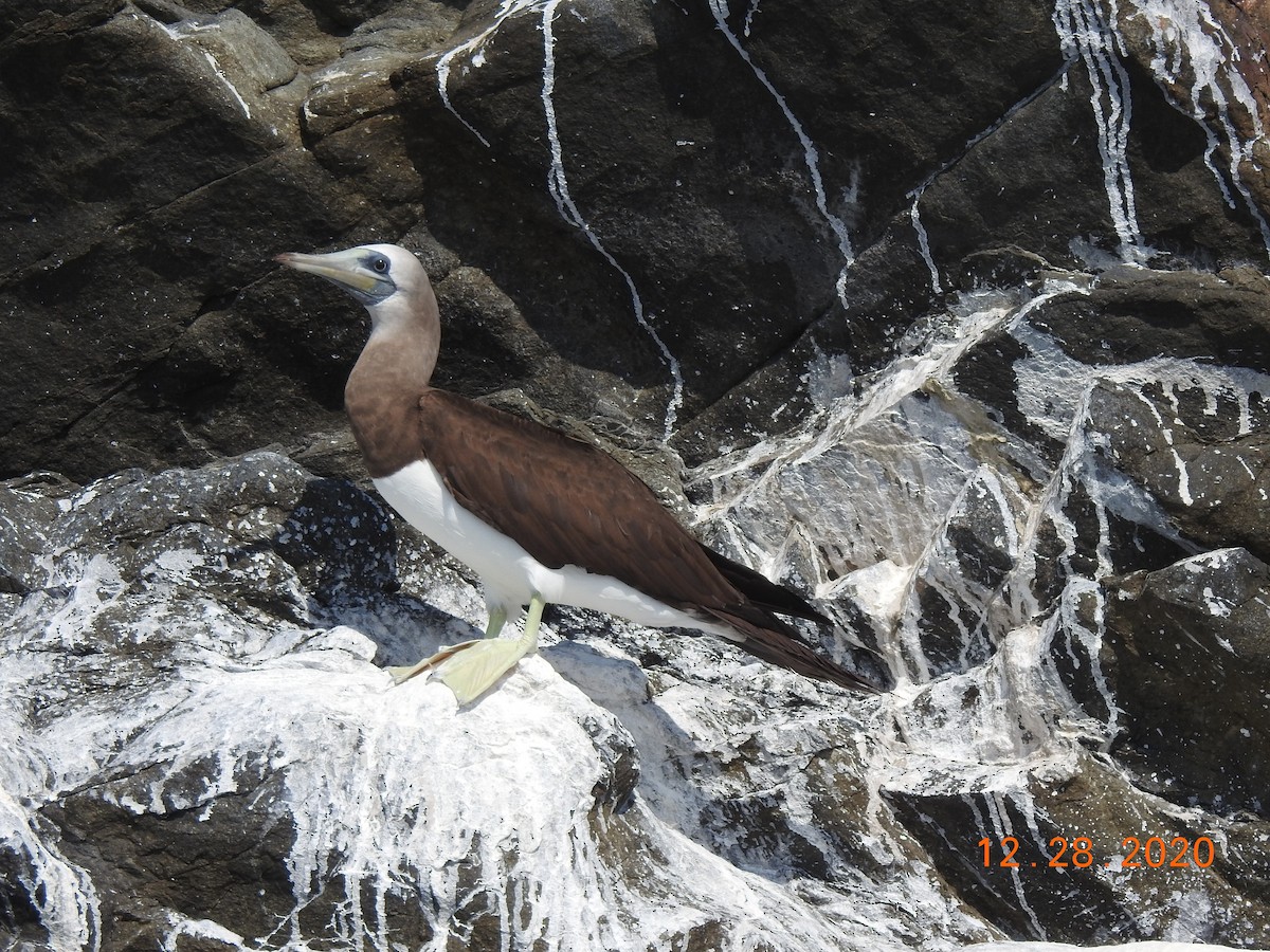 Cocos Booby - ML312811781