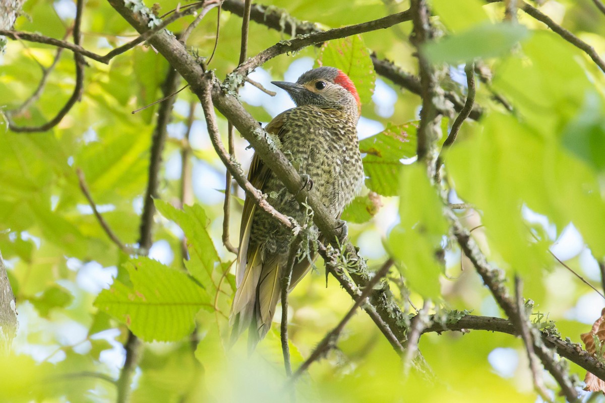 datel olivozlatý (ssp. aeruginosus) - ML31281261